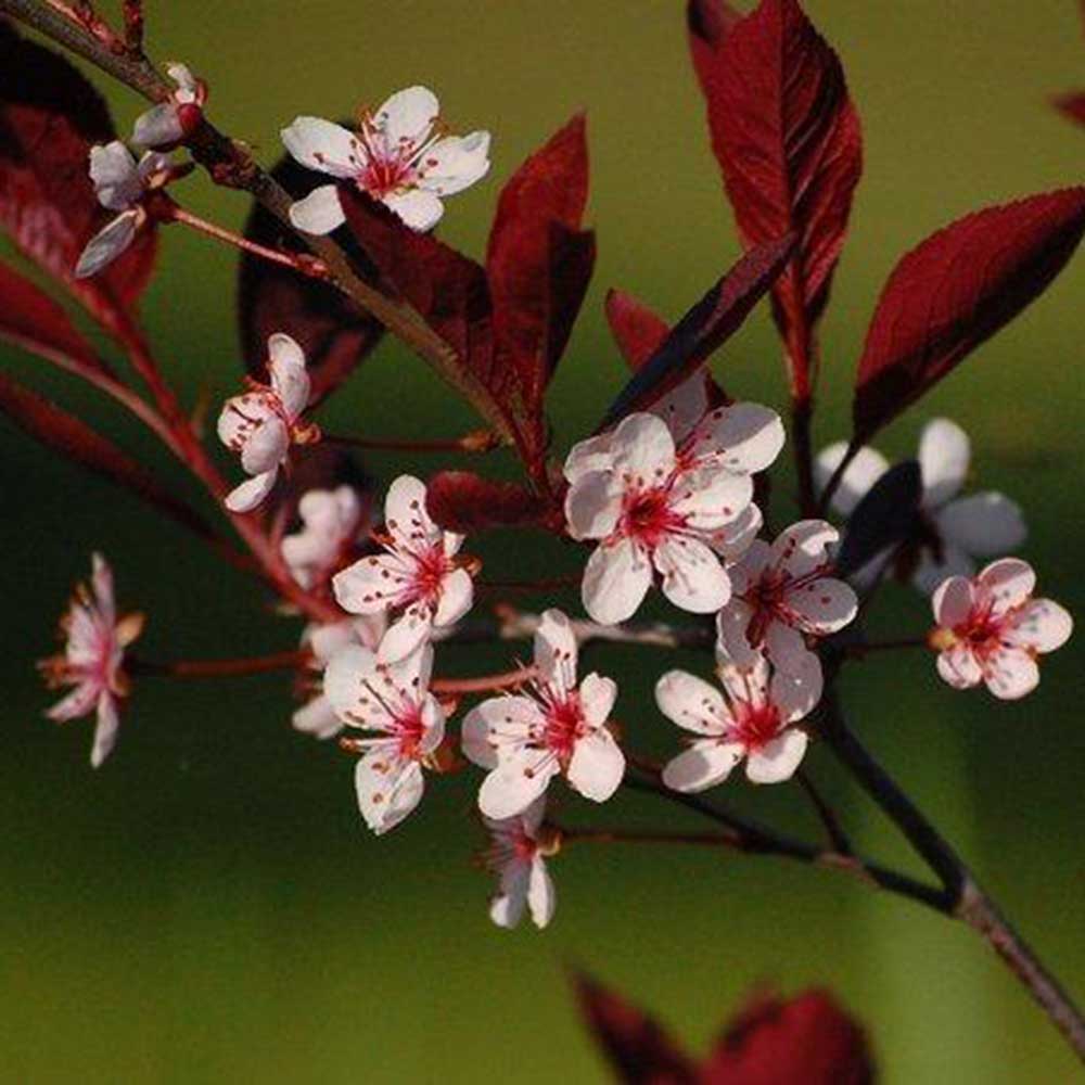 Purple Leaf Sand Cherry