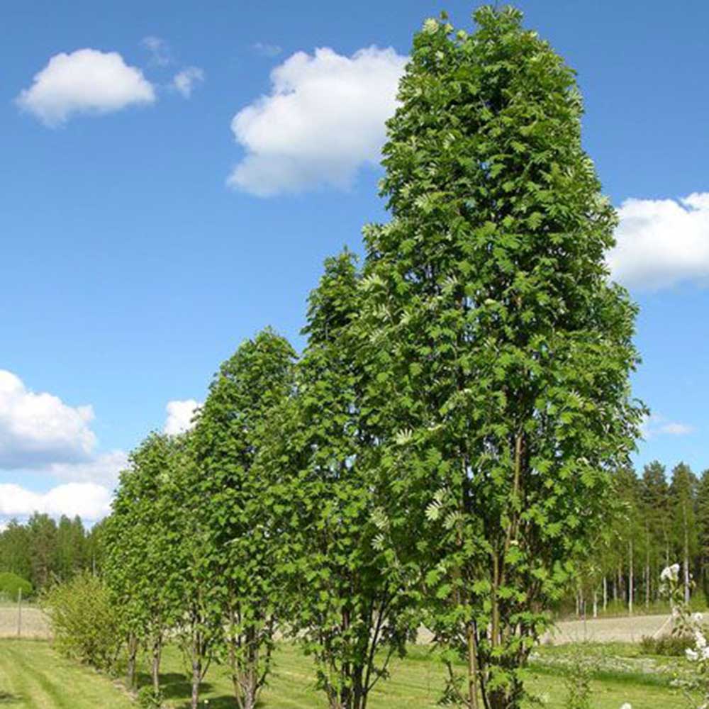 Pyramidal Mountain Ash