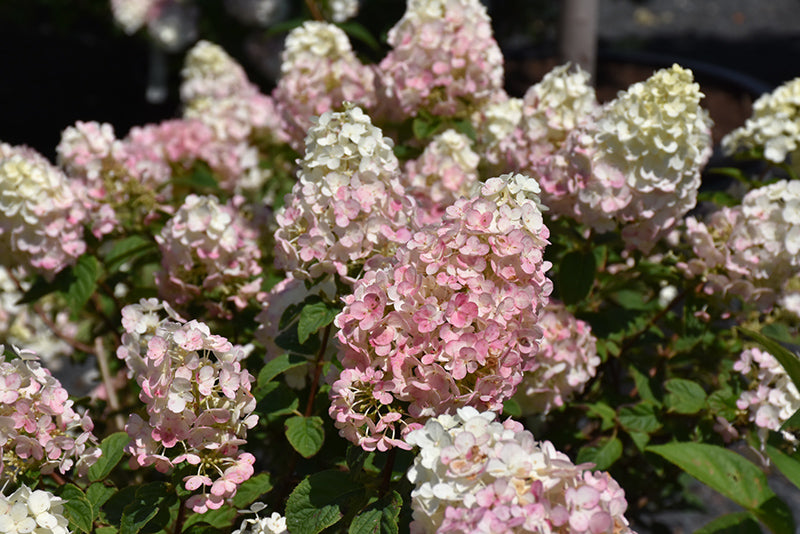 Strawberry Sundae Hydrangea