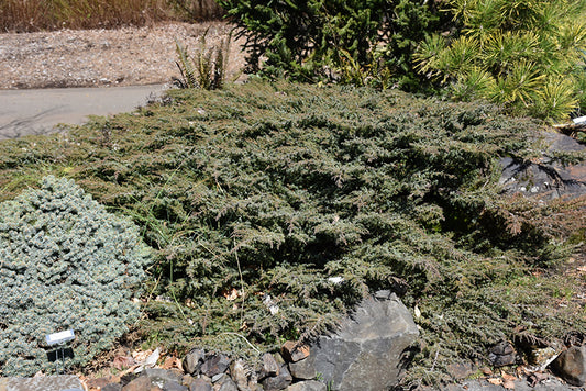 Green Carpet Juniper