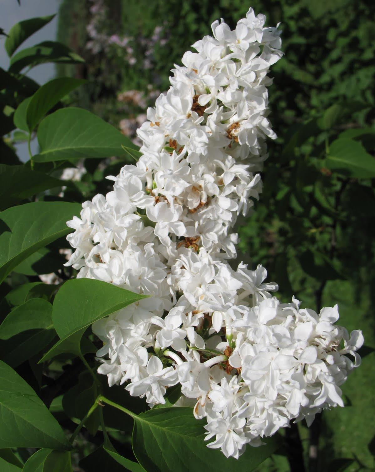 Madame Lemoine French Lilac
