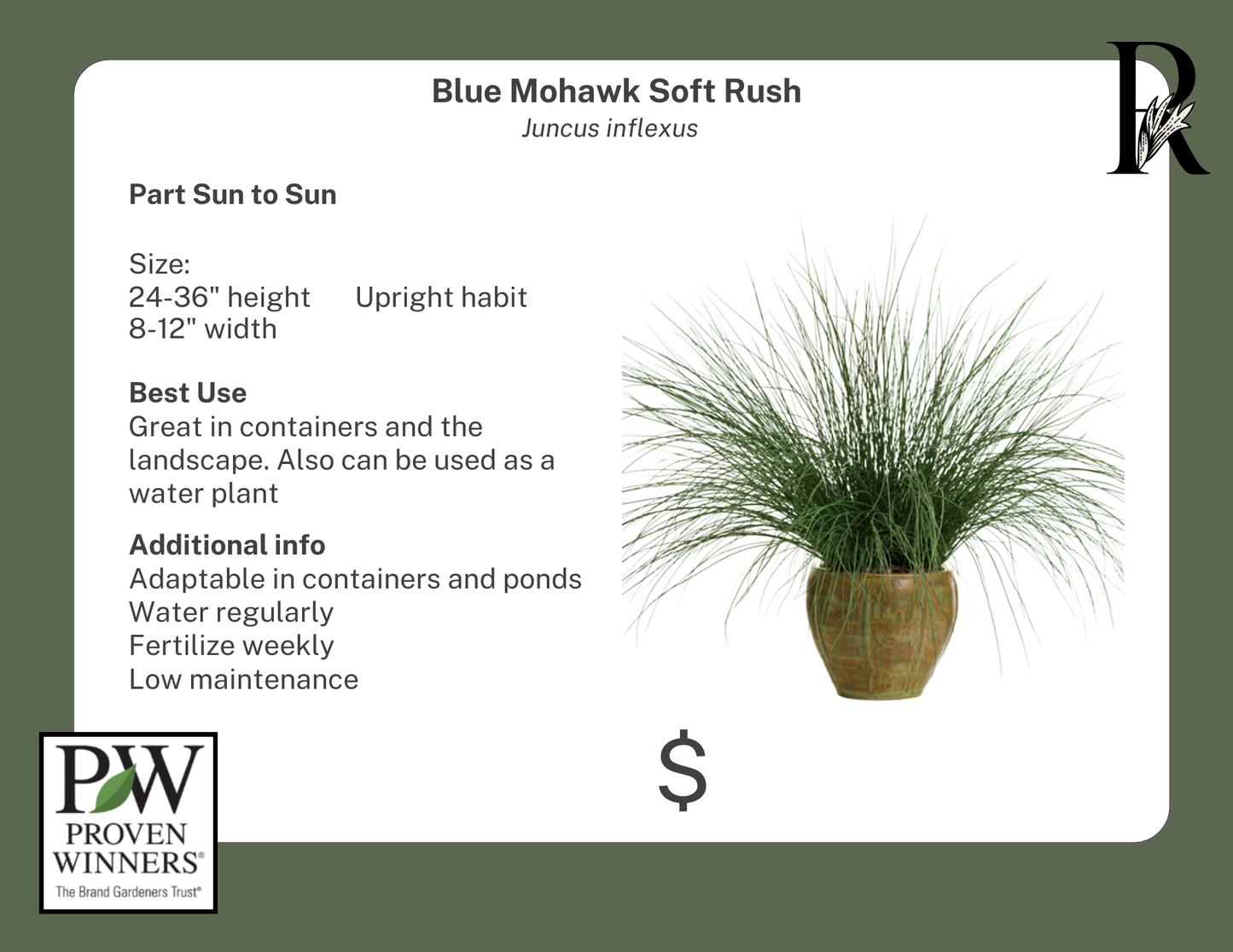 Blue Mohawk Soft Rush (Proven Winners)