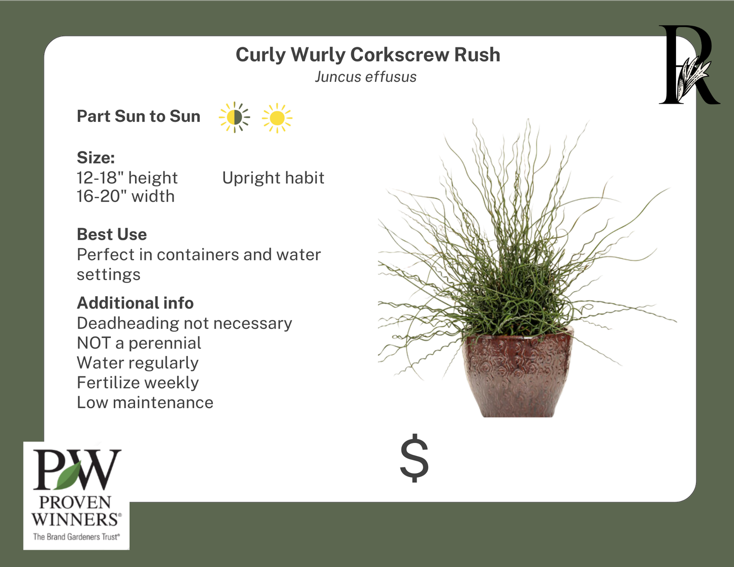 Curly Wurly Cockscrew Rush (Proven Winners)