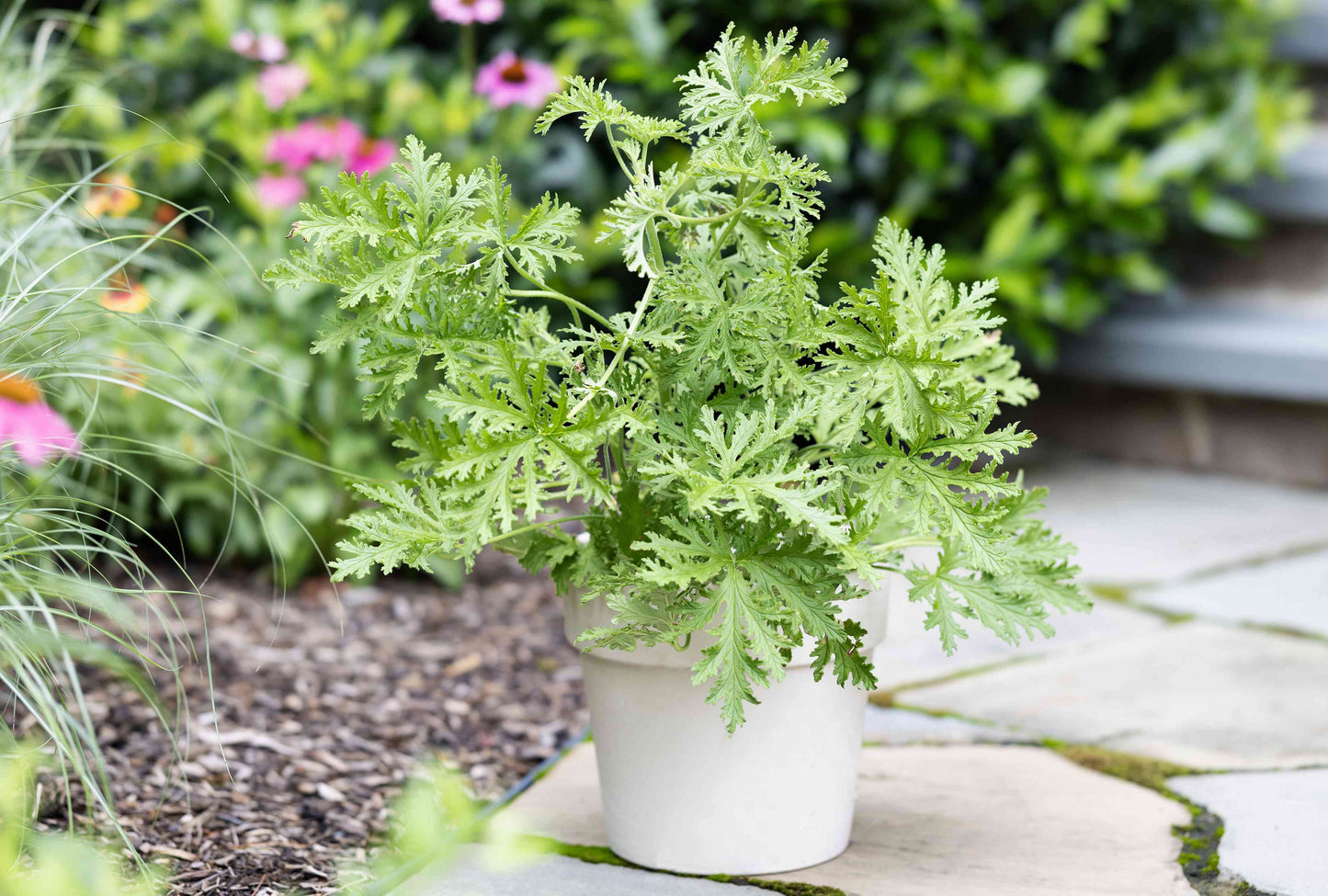 Novelty Scented Citronella Geranium