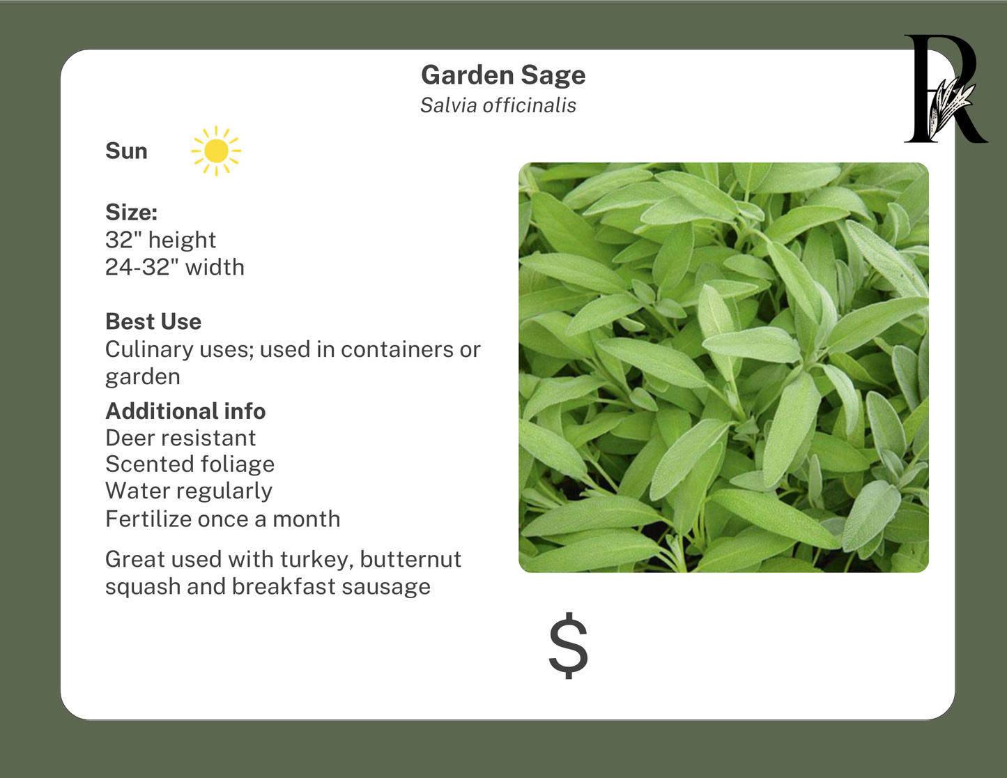 Garden Sage