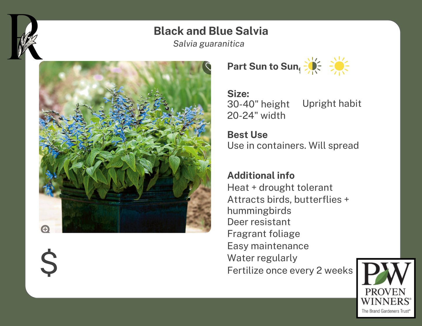 Black and Blue Salvia (Proven Winners)