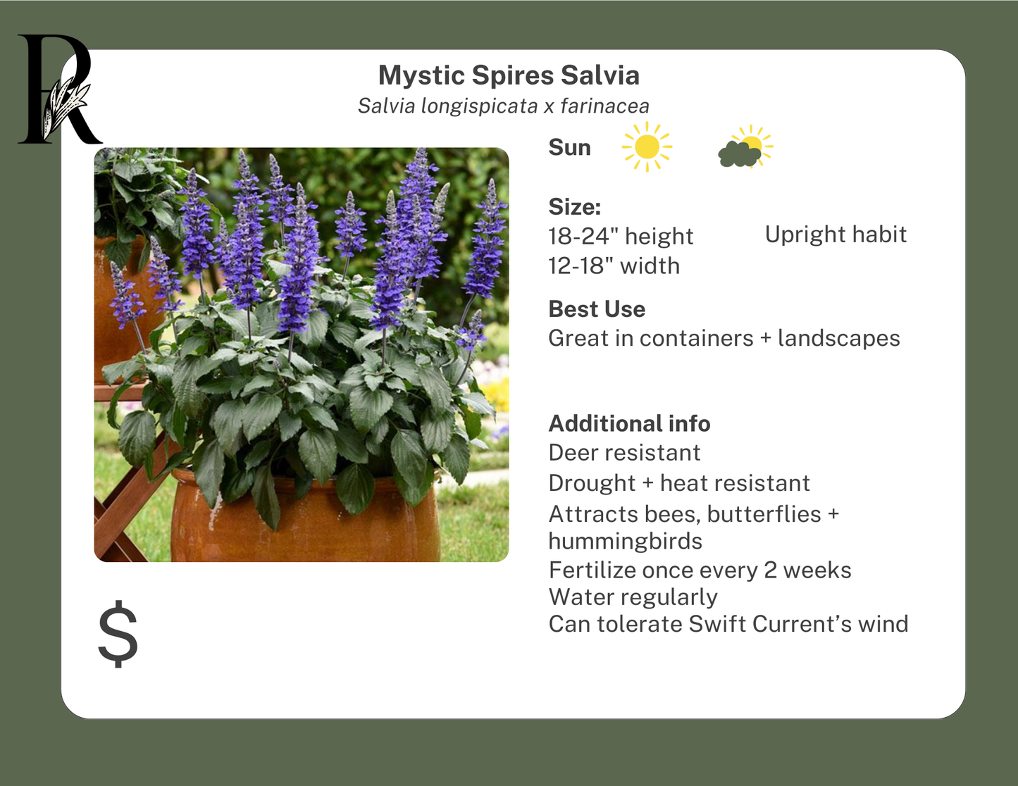 Mystic Spires Salvia