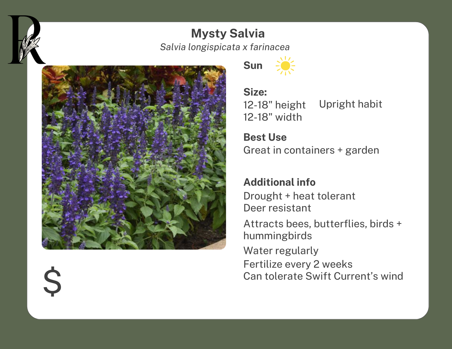 Mysty Salvia
