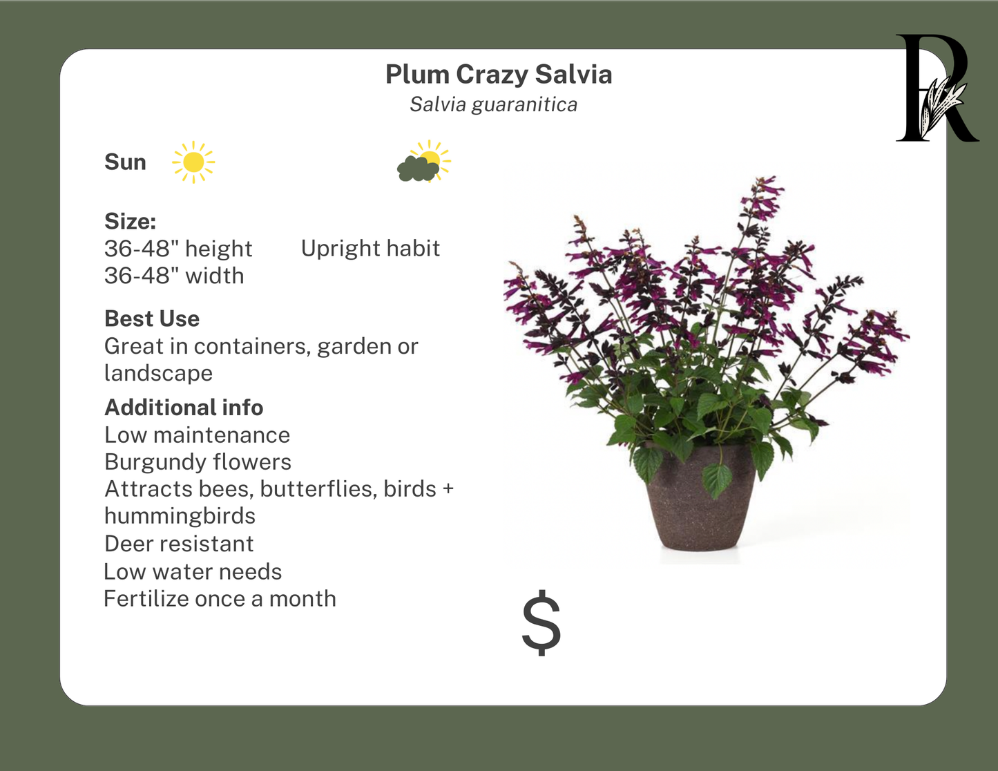 Plum Crazy Salvia