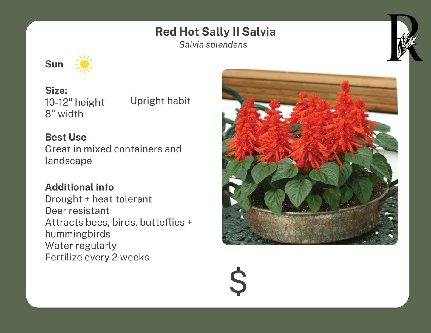 Red Hot Sally II Salvia