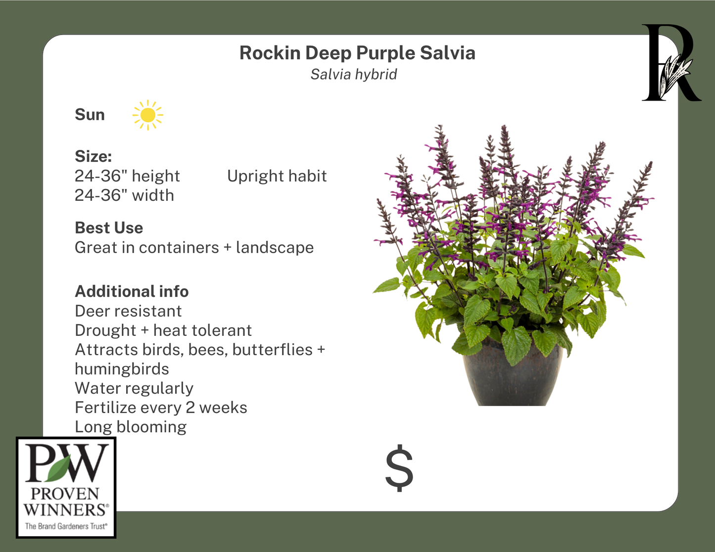 Rockin Deep Purple Salvia (Proven Winners)