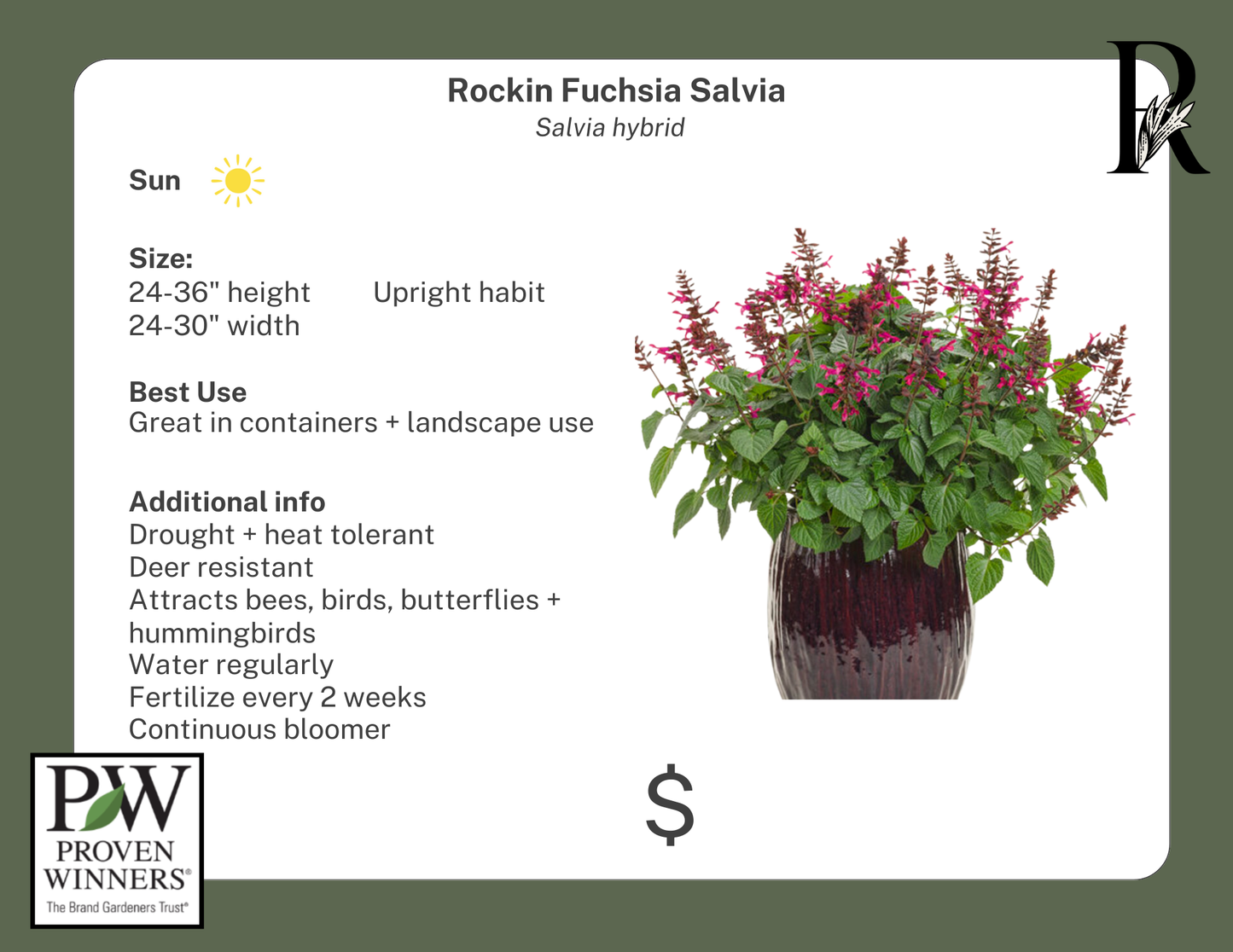 Rockin Fuchsia Salvia (Proven Winners)