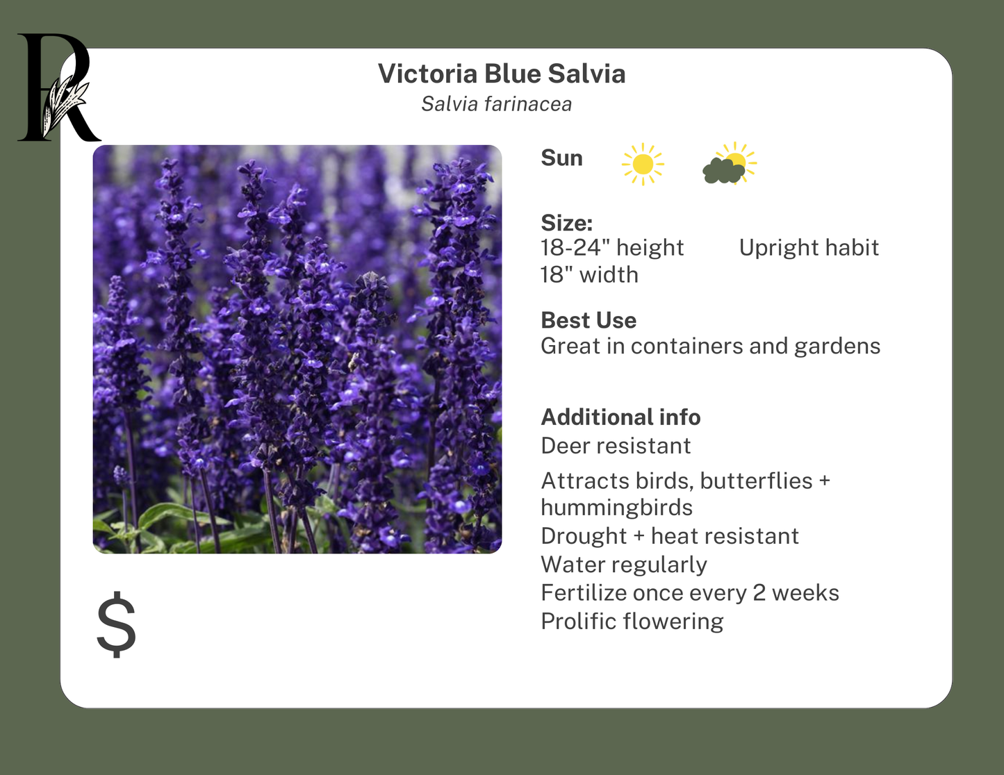 Victoria Blue Salvia