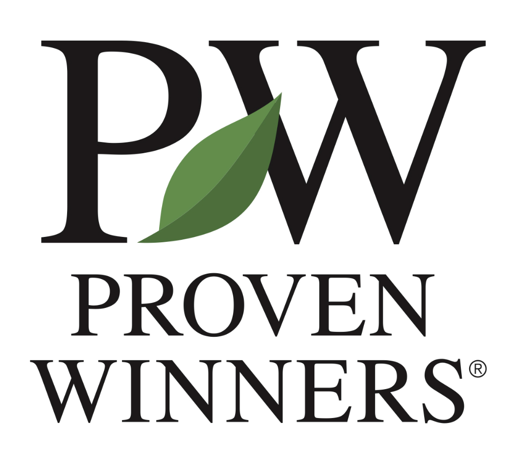 Purple Fountain Grass (Proven Winners)