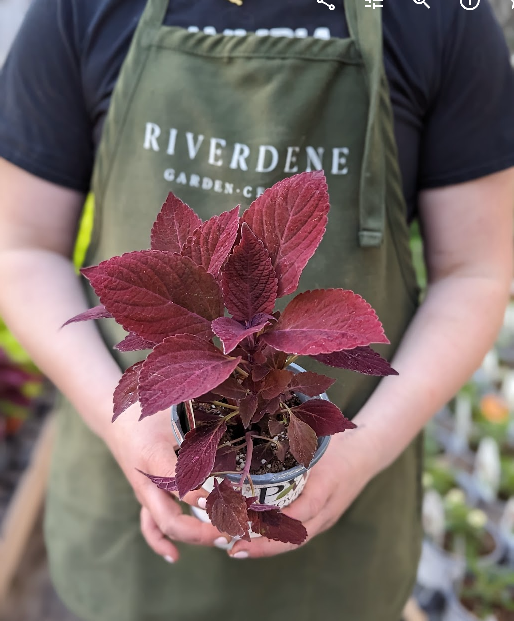 ColorBlaze Rediculous Coleus (Proven Winners)