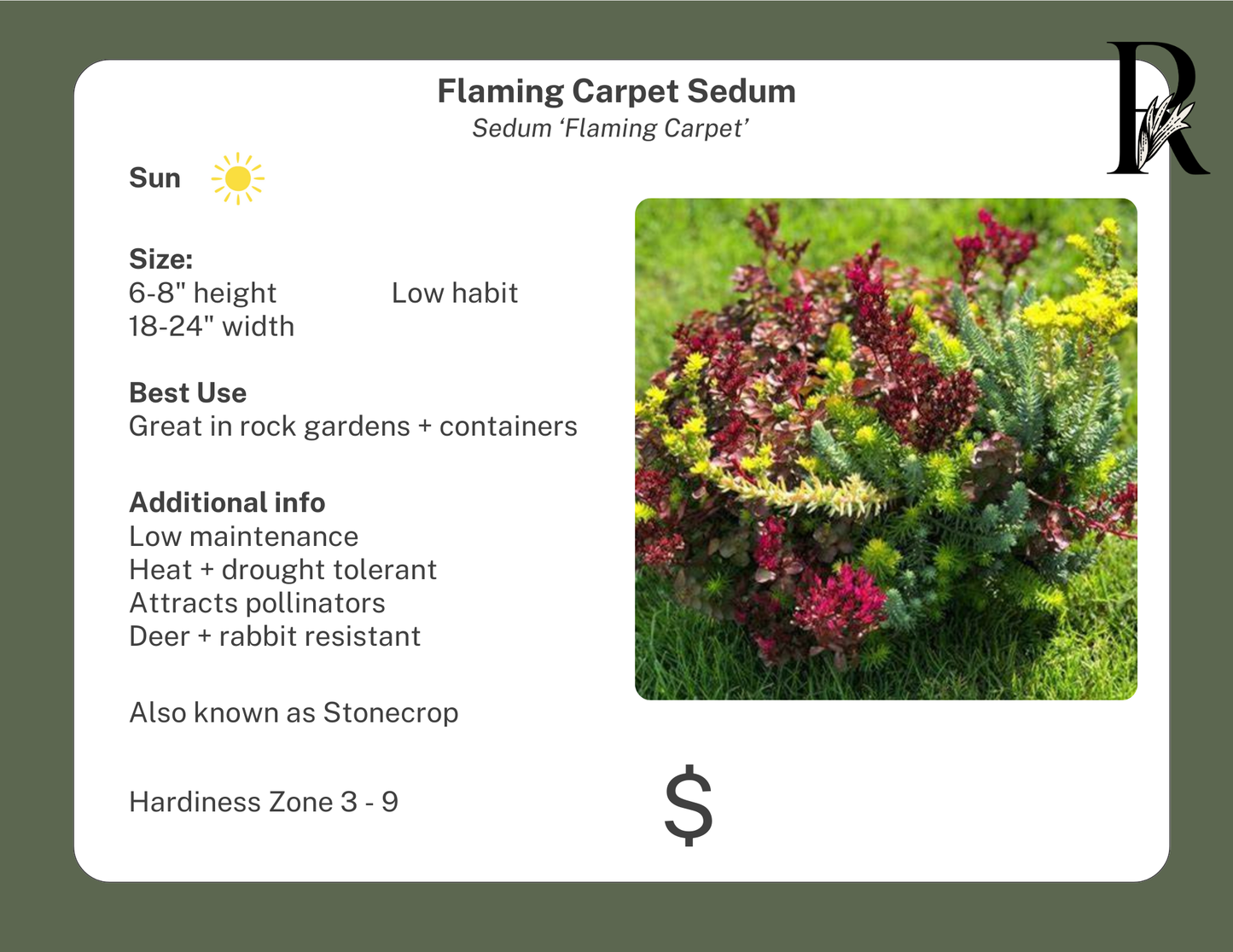 'Flaming Carpet' Sedum
