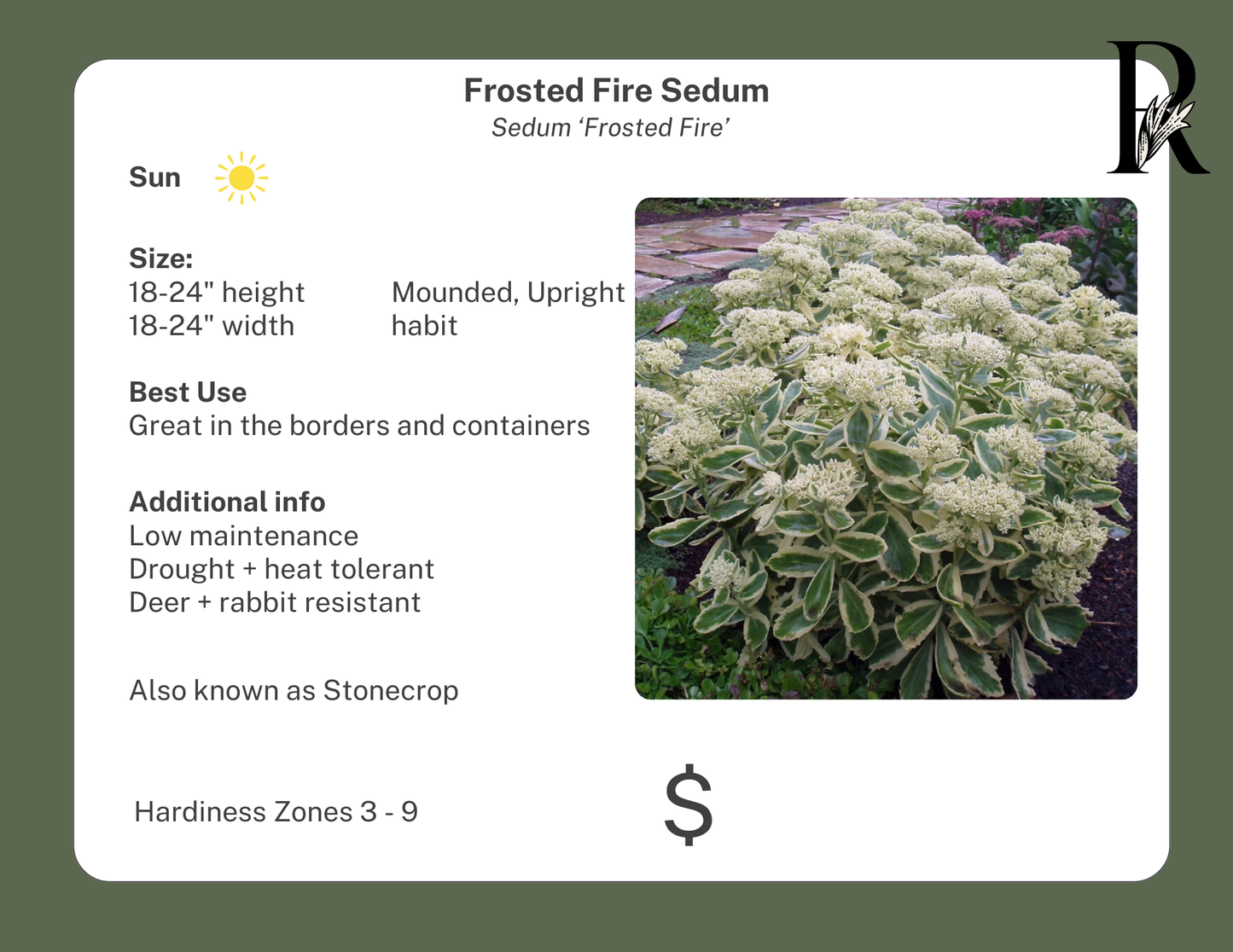 'Frosted Fire' Sedum