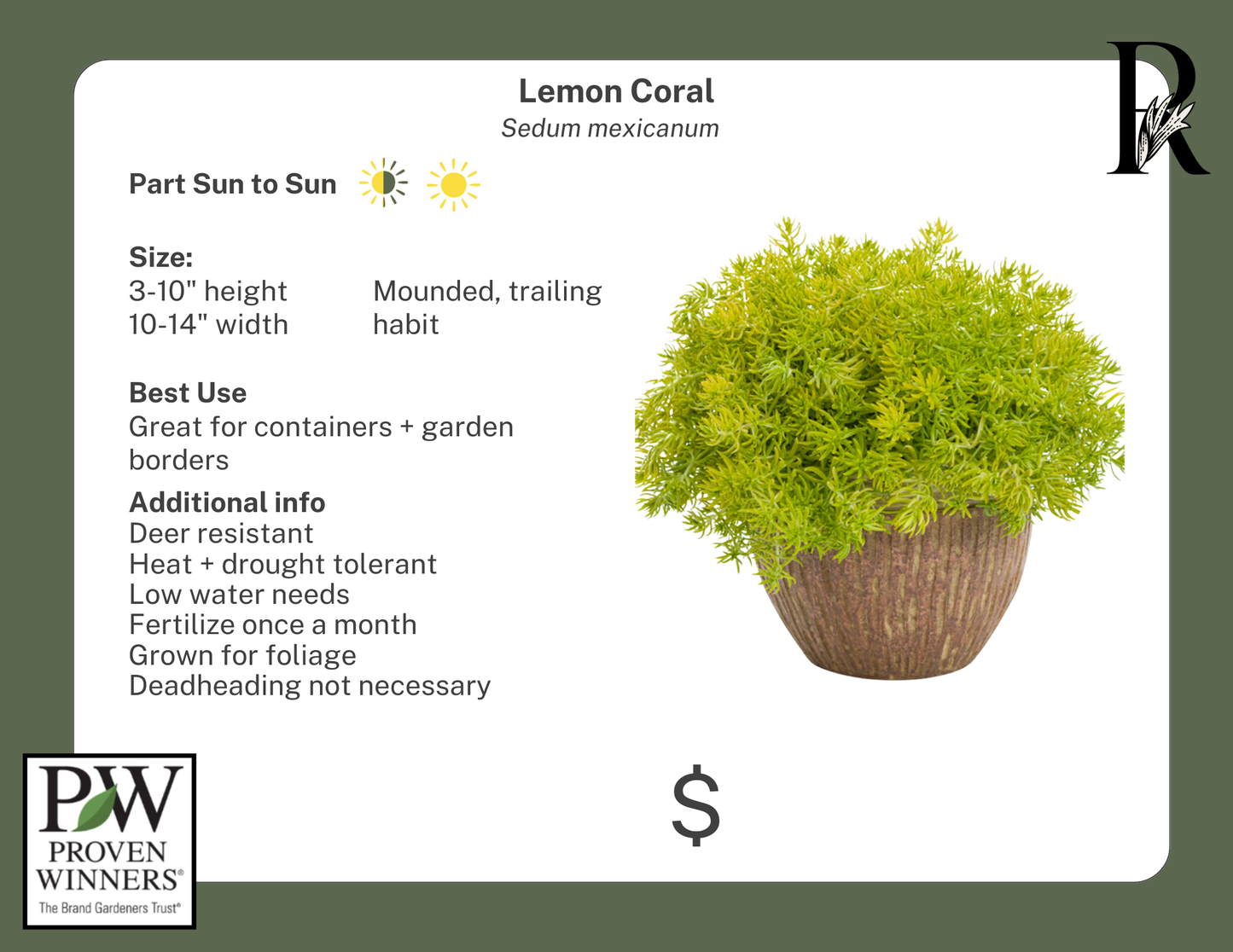 Lemon Coral Sedum (Proven Winners)