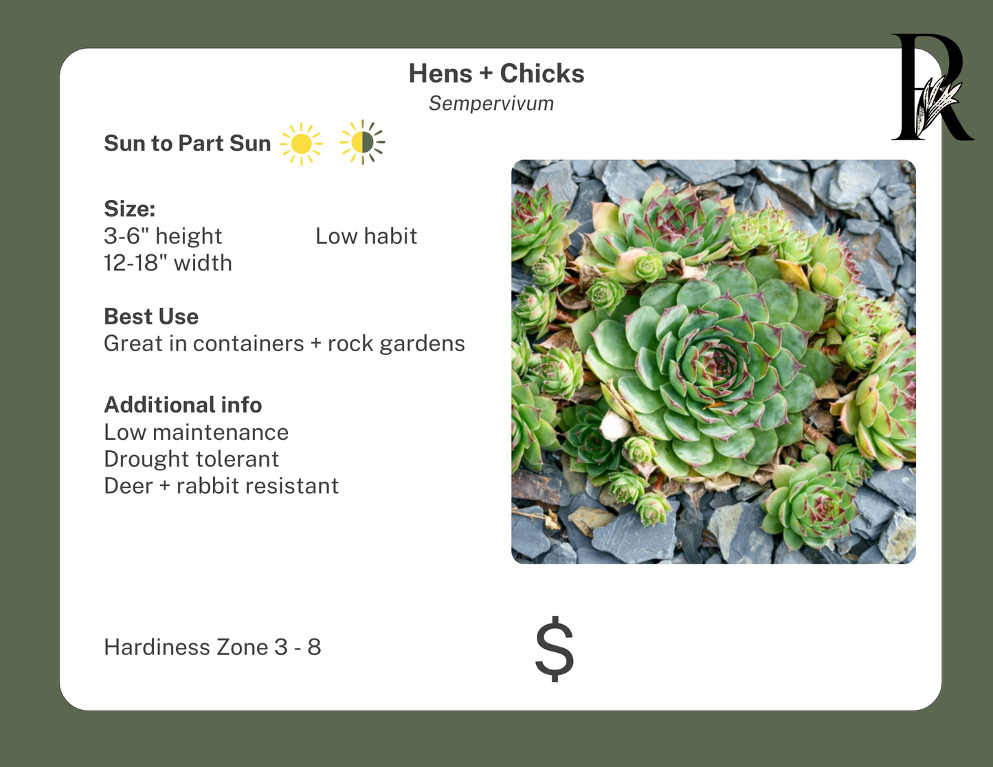 Hens + Chicks Sempervivum