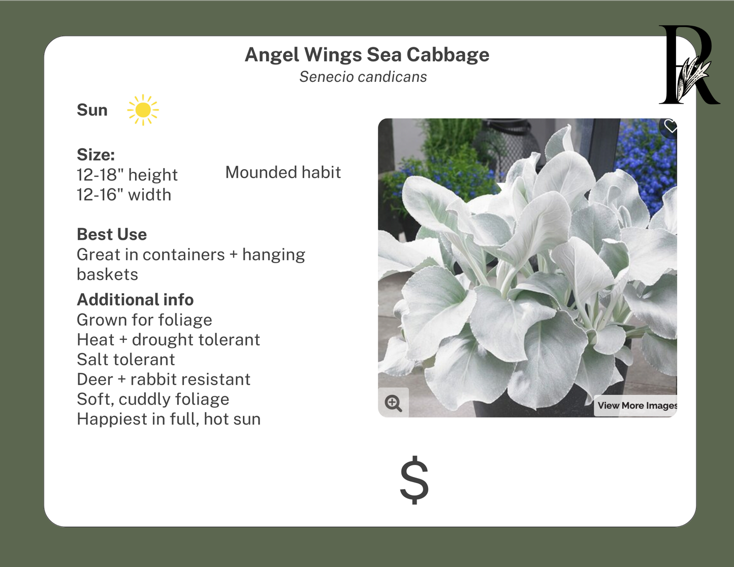 Angel Wings Sea Cabbage