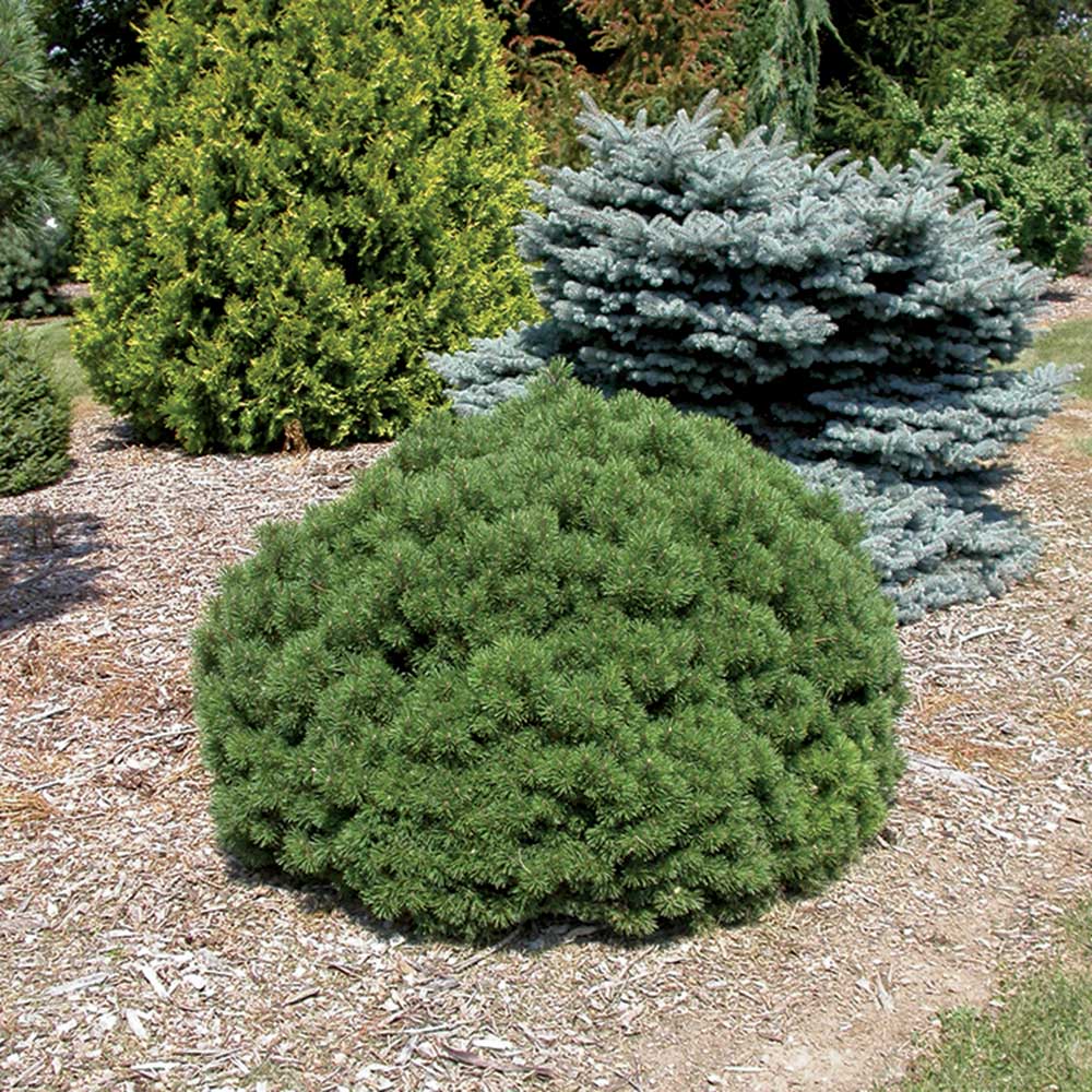 Slowmound Mugo Pine