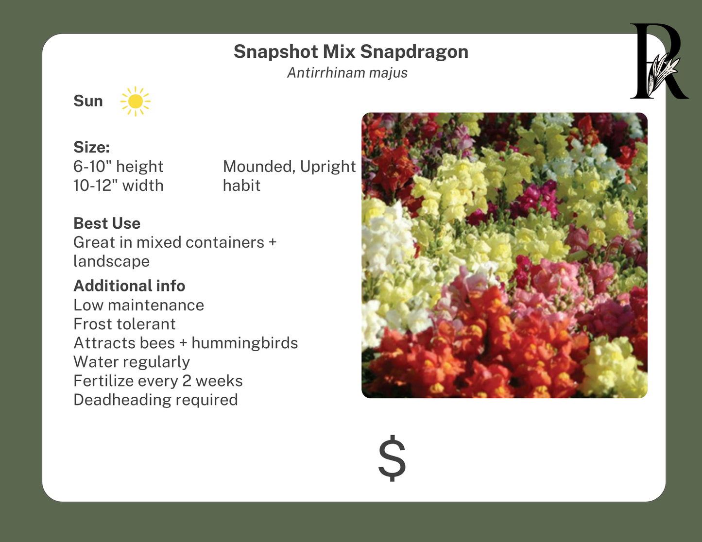 Snapshot Mix Snapdragon