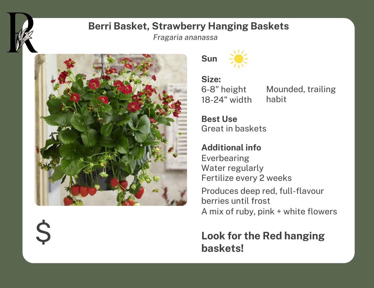 Berri Basket, Strawberry Hanging Baskets