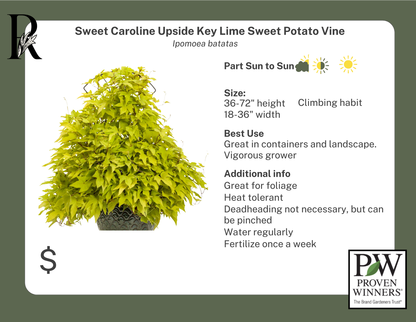Sweet Caroline Upside Key Lime Sweet Potato Vine (Proven Winners)