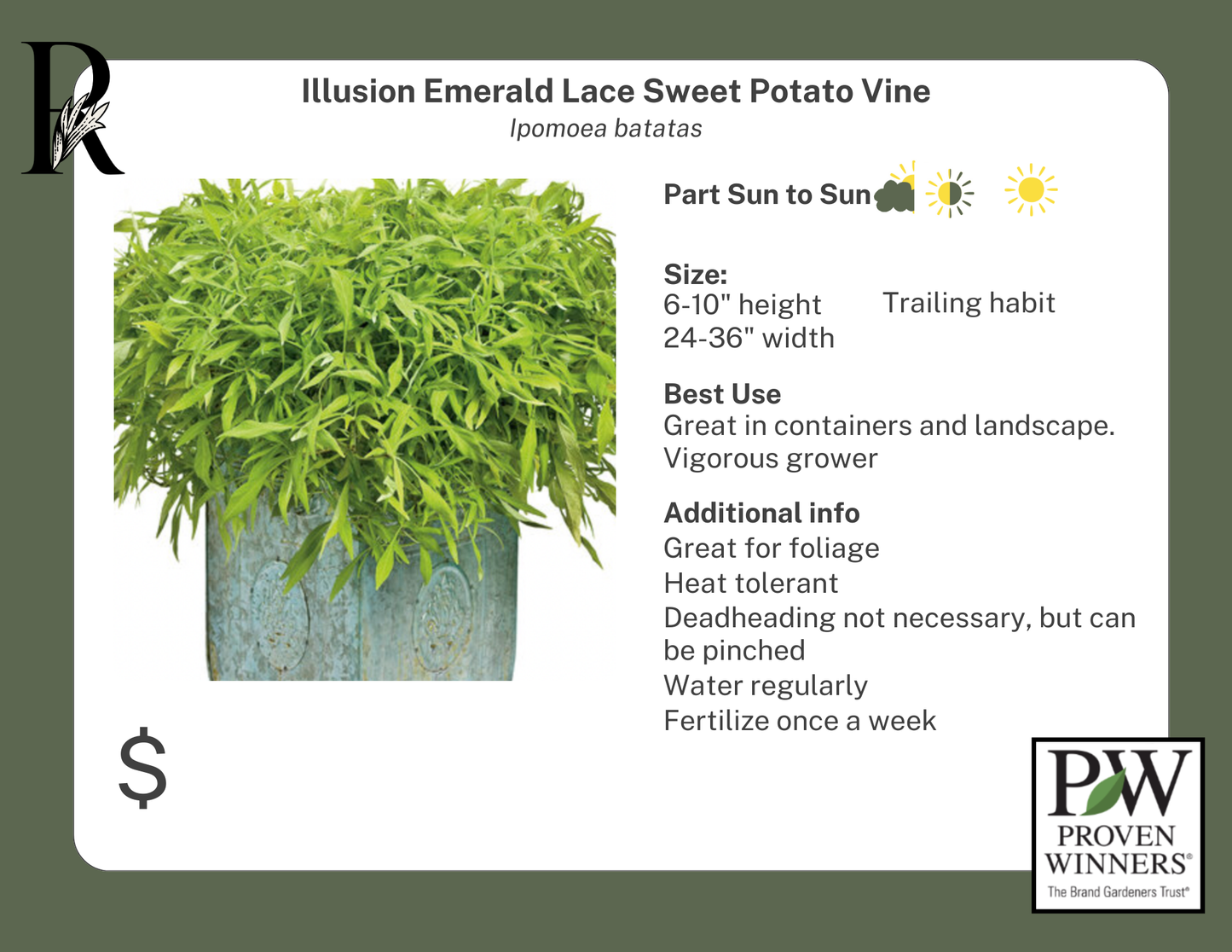 Illusion Emerald Lace Sweet Potato Vine (Proven Winners)