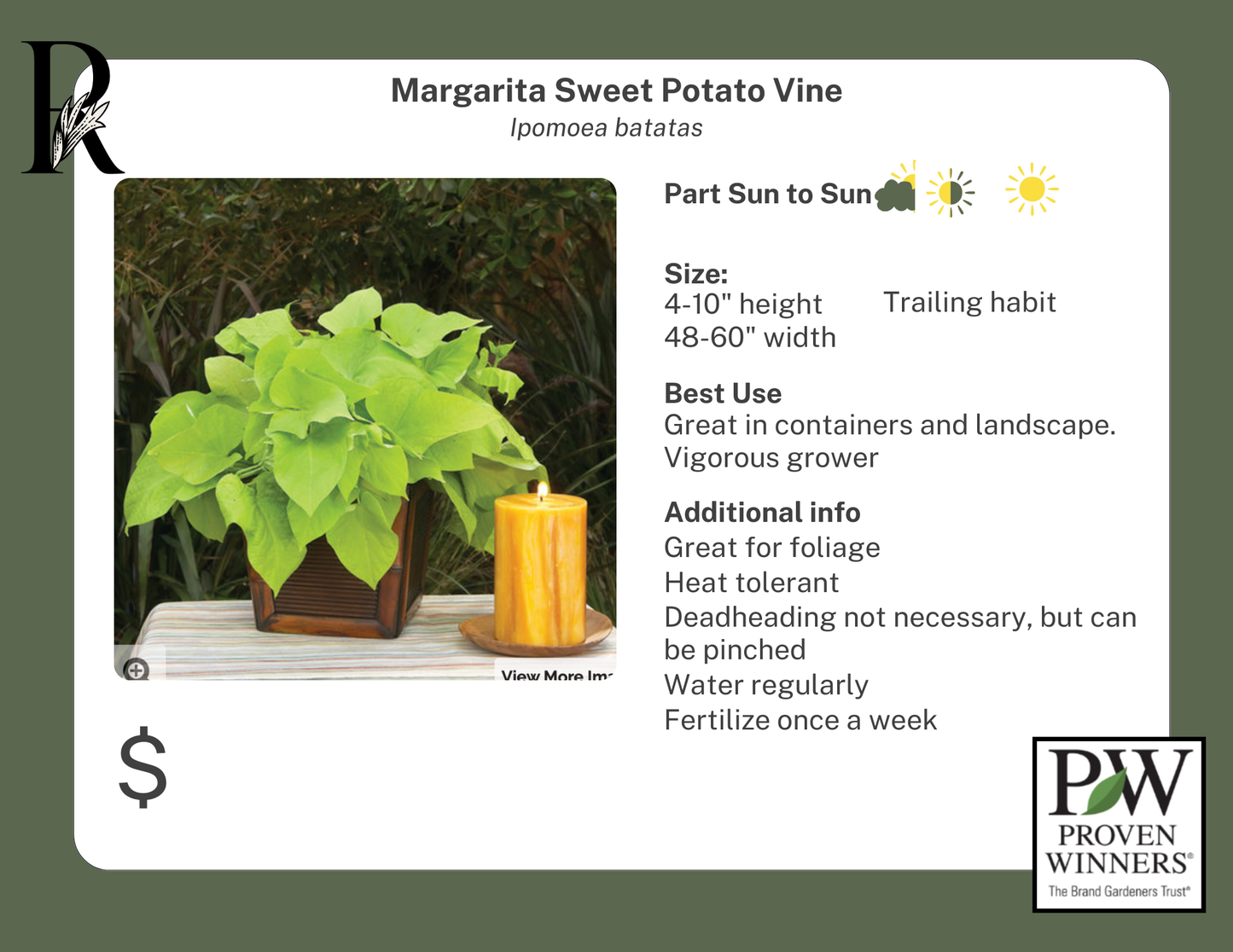 Margarita Sweet Potato Vine (Proven Winners)