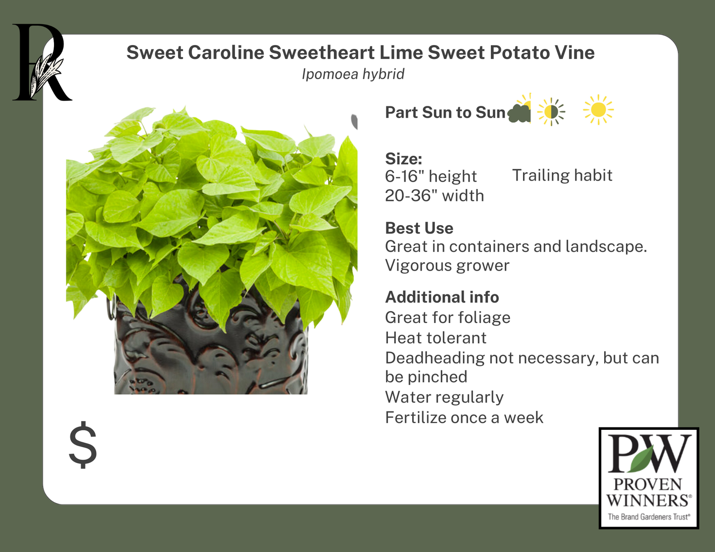 Sweet Caroline Sweetheart Lime Sweet Potato Vine (Proven Winners)