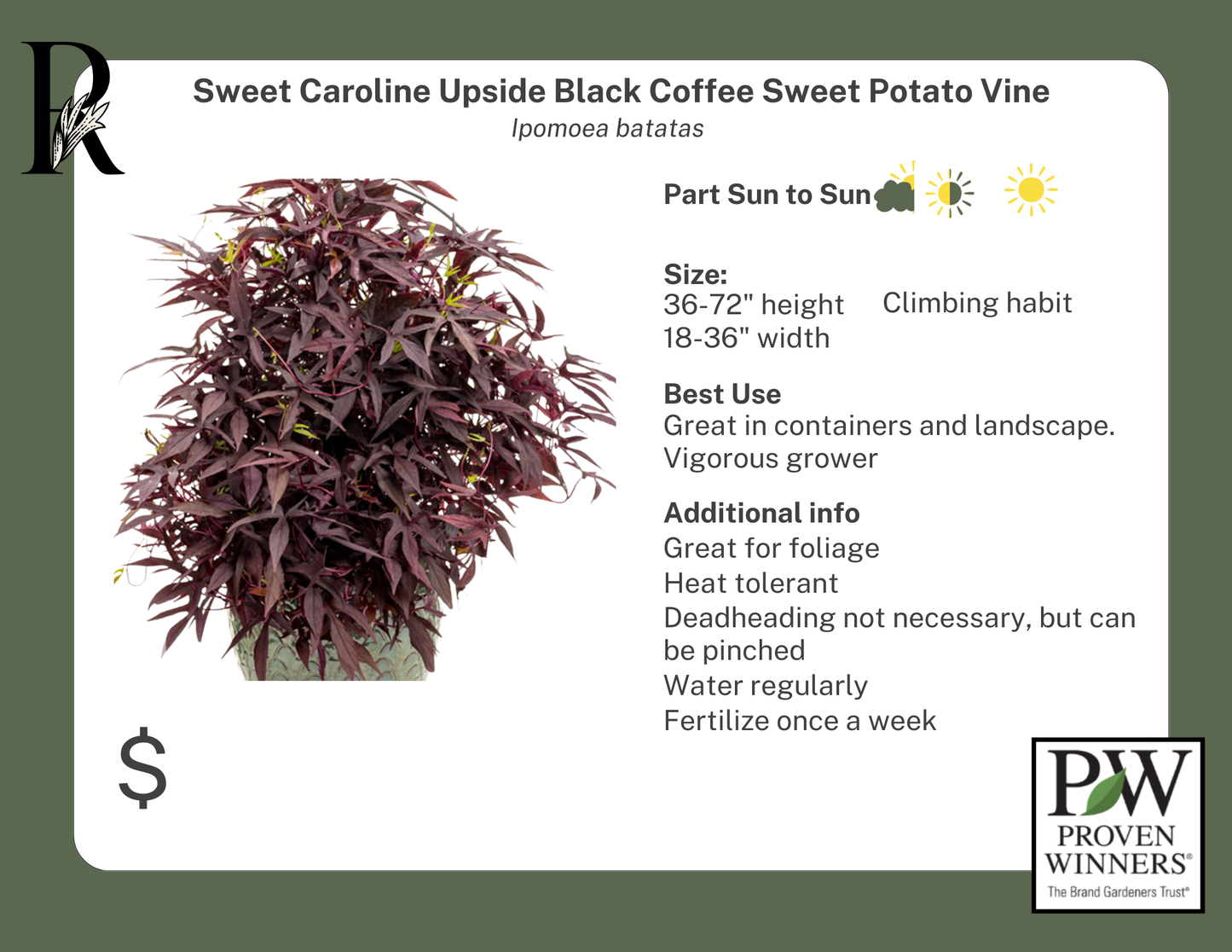 Sweet Caroline Upside Black Coffee Sweet Potato Vine (Proven Winners)