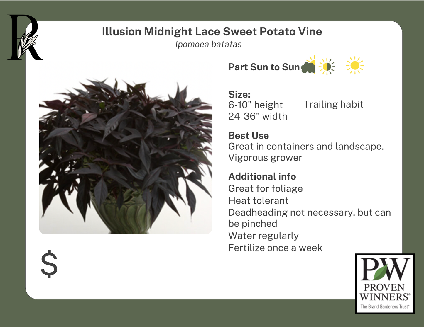 Illusion Midnight Lace Sweet Potato Vine (Proven Winners)