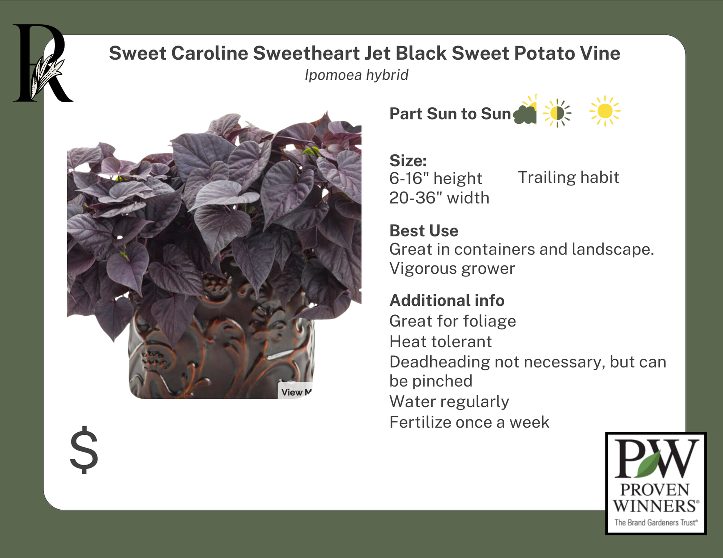 Sweet Caroline Sweetheart Jet Black Sweet Potato Vine (Proven Winners)