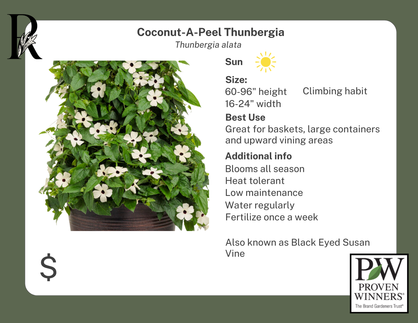 Coconut-A-Peel Thunbergia (Proven Winners)