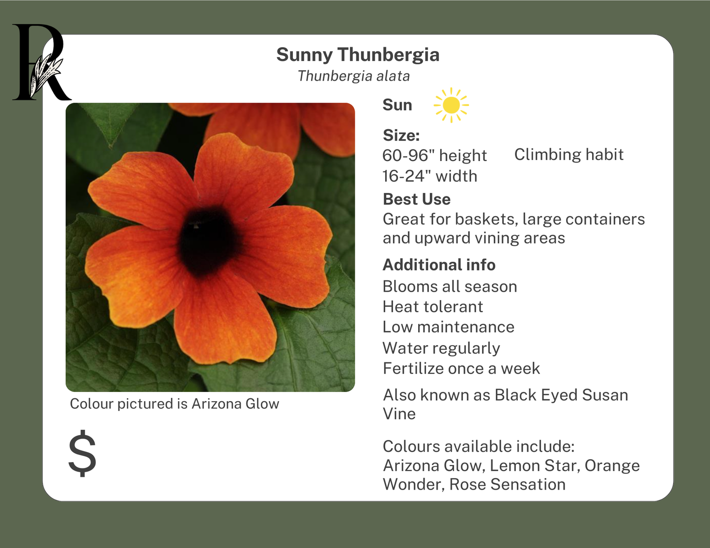 Sunny Orange Wonder Thunbergia