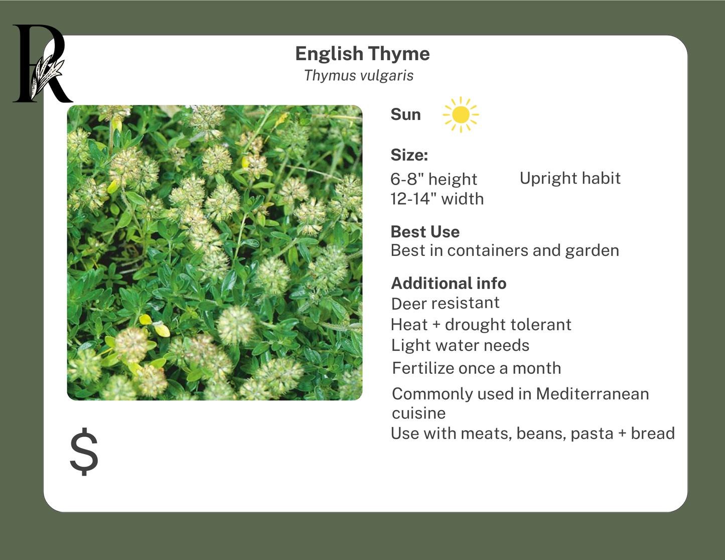 English Thyme