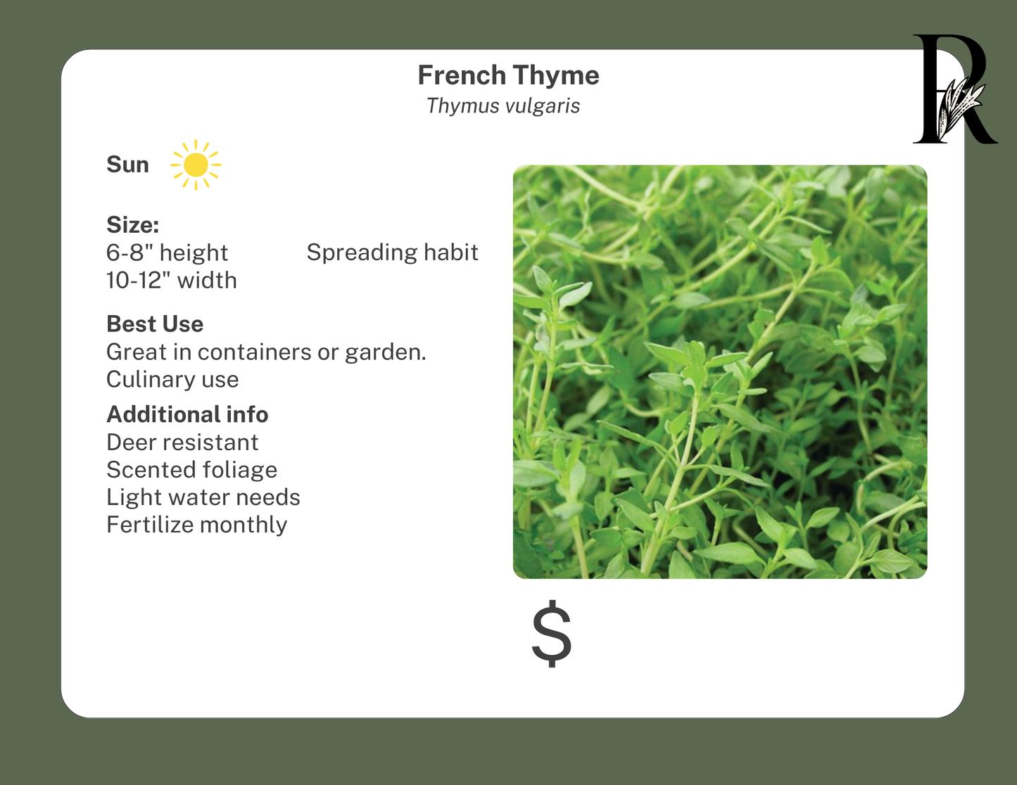 French Thyme