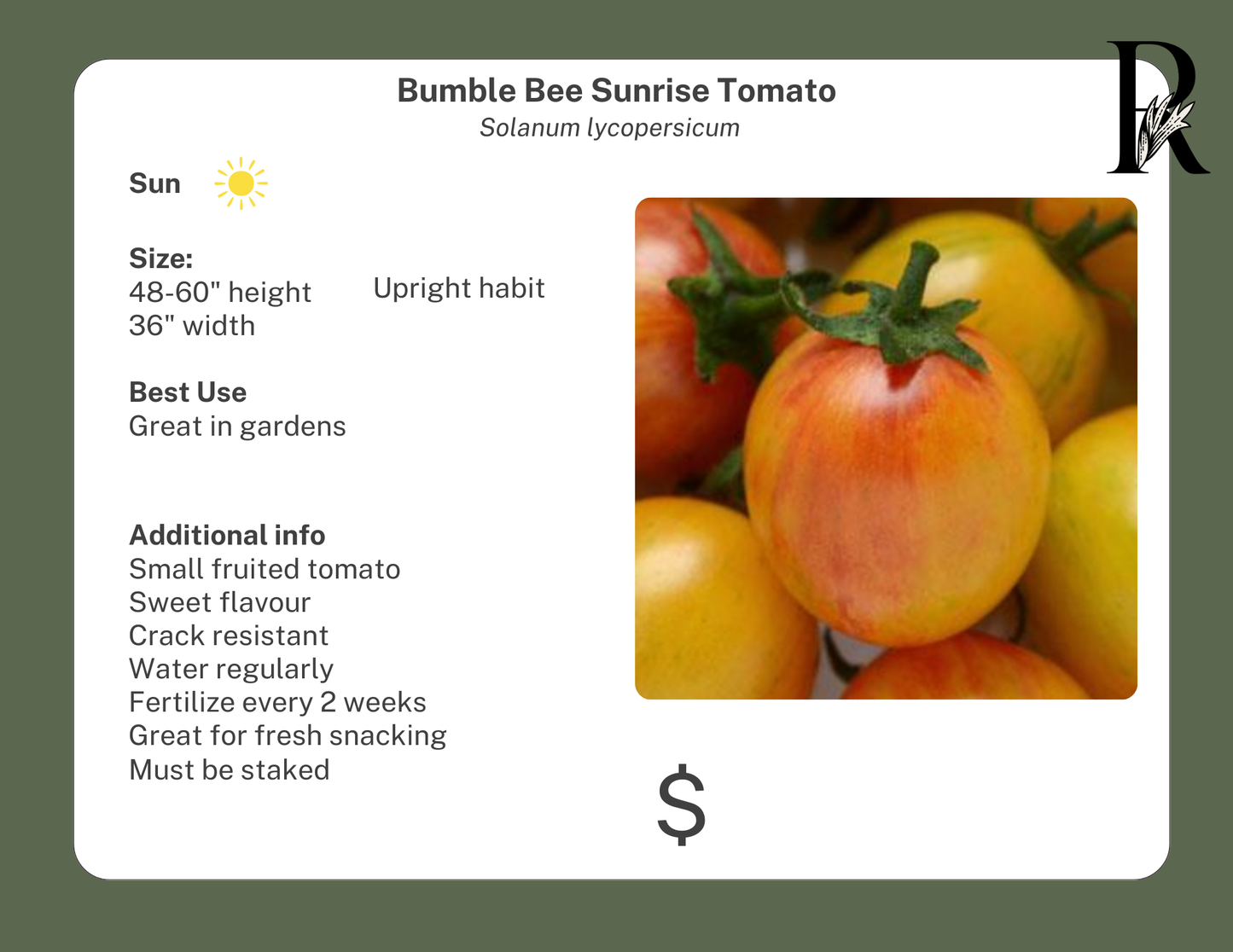 Bumble Bee Sunrise Tomato