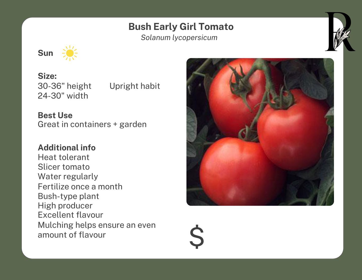 Bush Early Girl Tomato