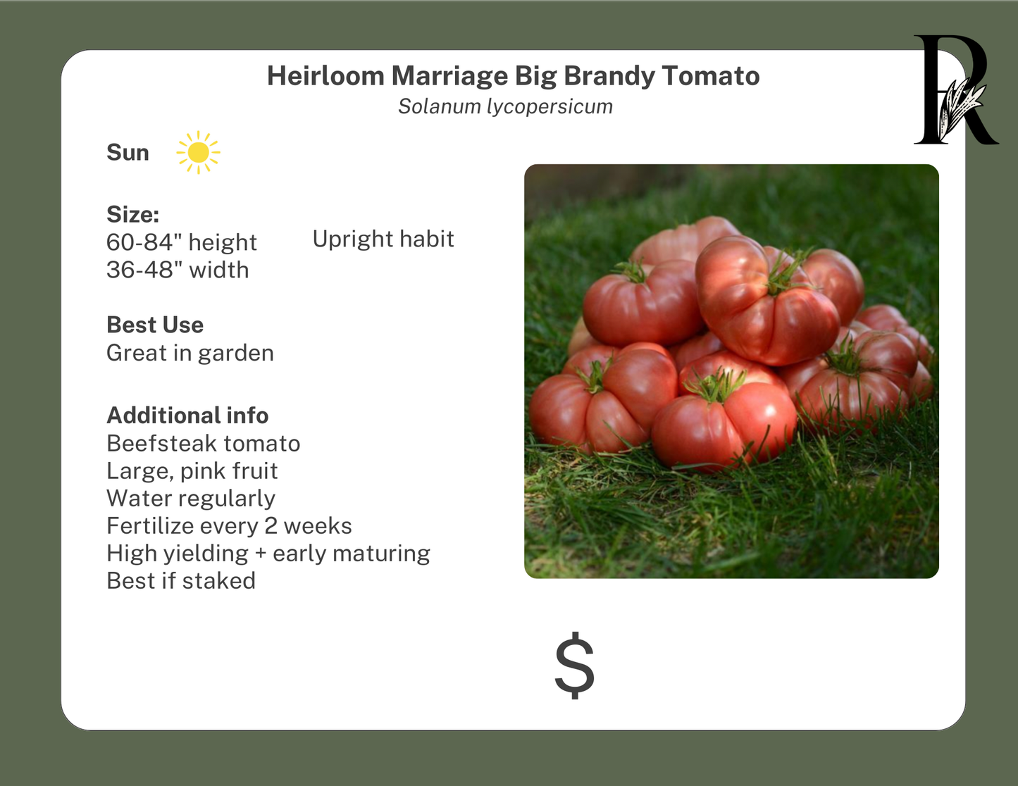 Heirloom Marriage Big Brandy Tomato