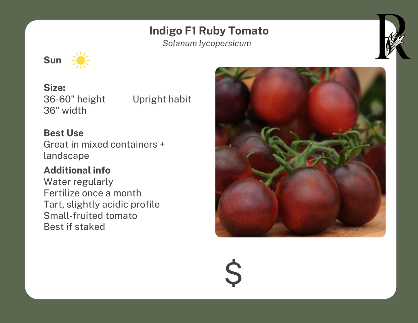 Indigo F1 Ruby Tomato