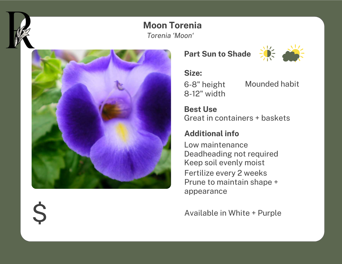 Torenia Moon Purple