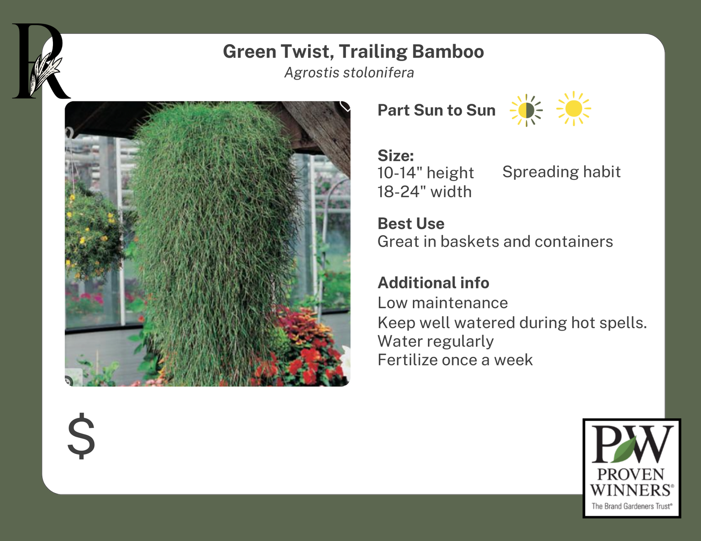 Green Twist, Trailing Bamboo