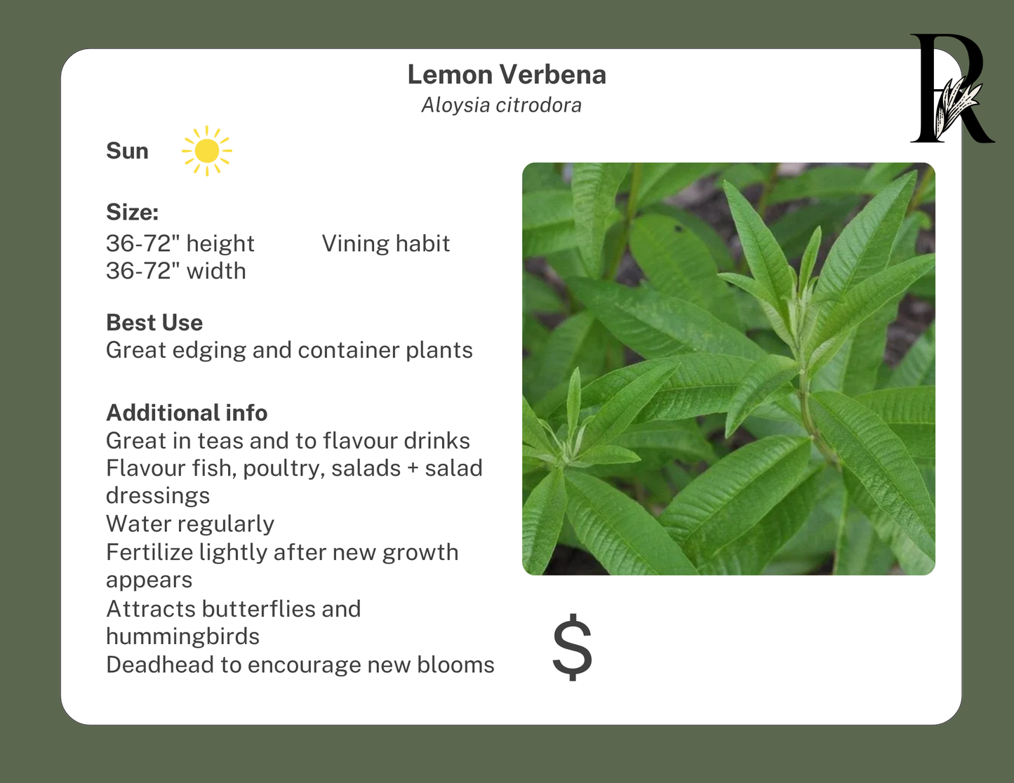 Lemon Verbena