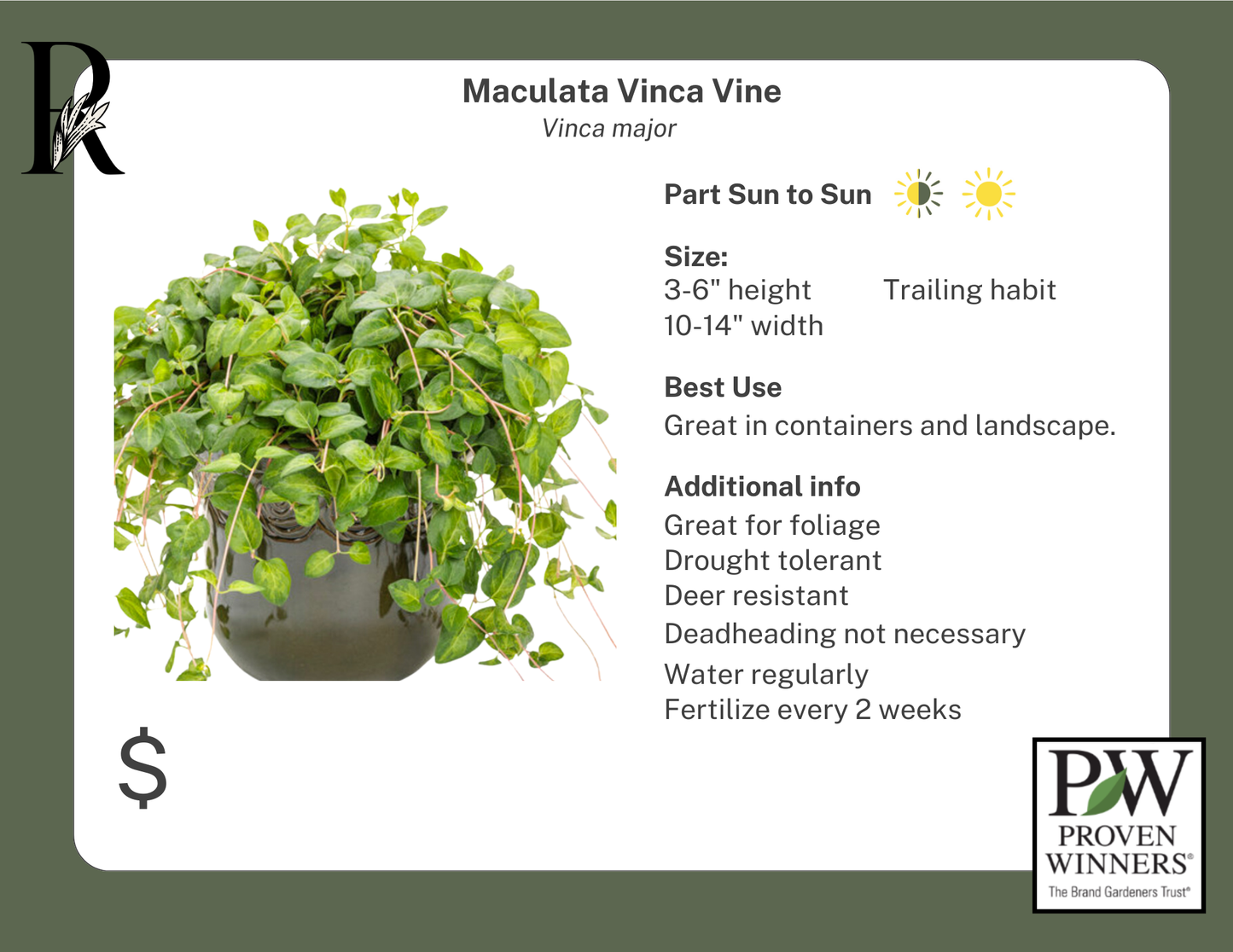 Maculata Vinca Vine