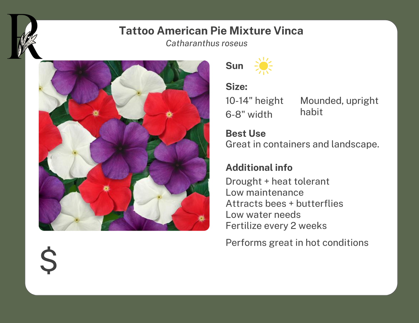 Tattoo American Pie Mixture Vinca