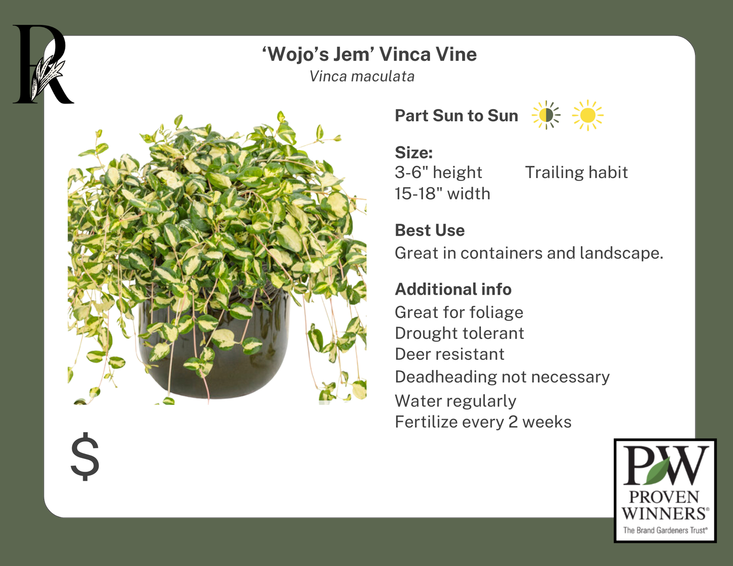 'Wojo's Jem' Vinca Vine