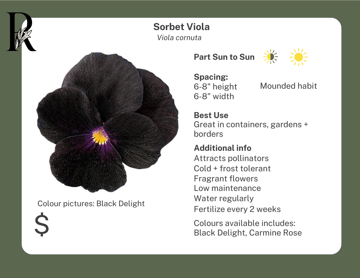 Sorbet Viola Carmine Rose