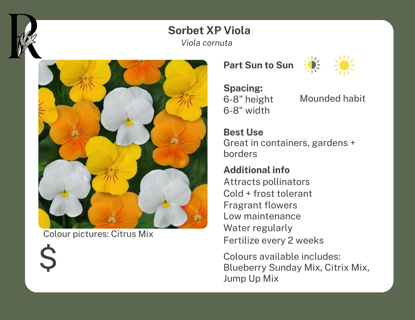 Sorbet XP Viola
